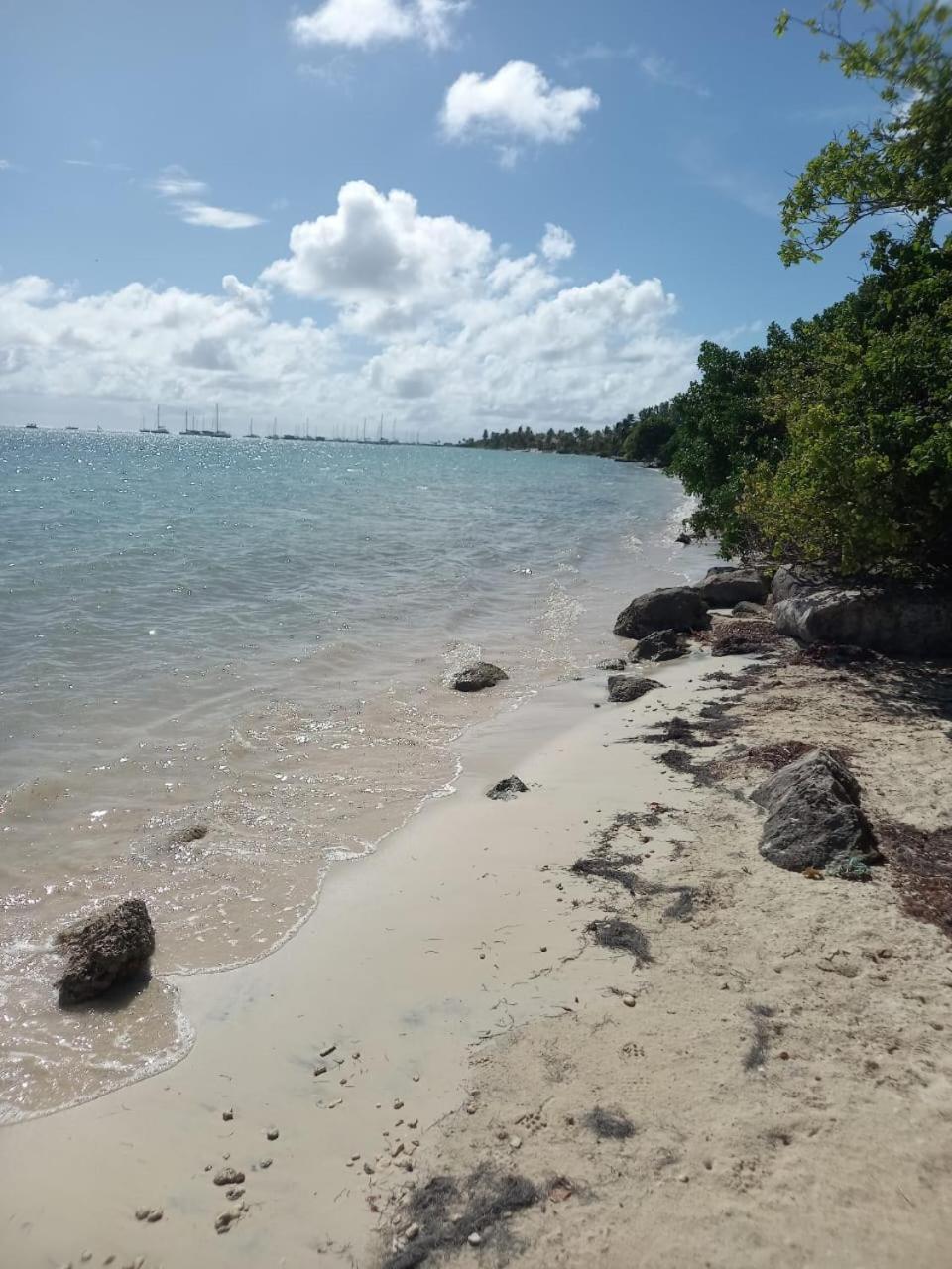 Le Neem Saint-Francois (Grande-Terre)